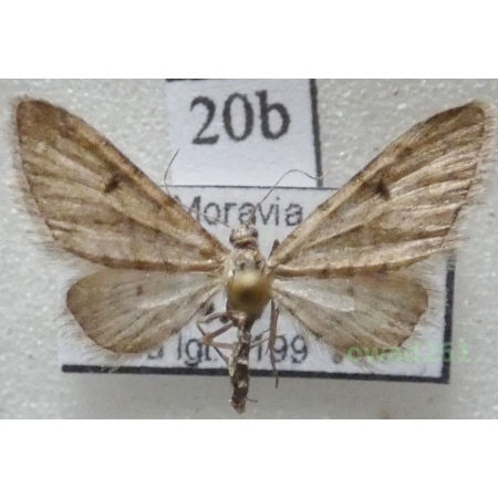 Eupithecia indigata (Hübner, 1813) Czech20b